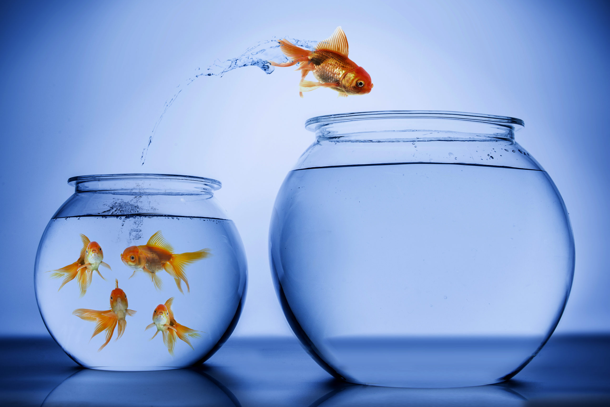 Two fish bowls with on fish jumping from one bowl to the other.